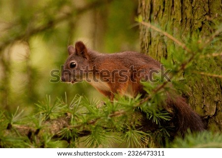A squirrel sitting on a tree