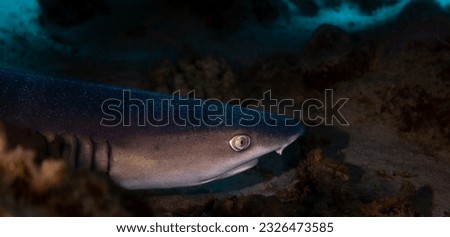 black tip reef shark in hurghada, egypt
