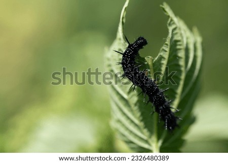 The caterpillar of a peacock butterfly climbs up the leaf of a stinging nettle. A piece of the sheet is missing. The background is green. Royalty-Free Stock Photo #2326480389