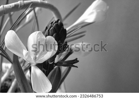 Close up of white crocus flower with black and white tone.