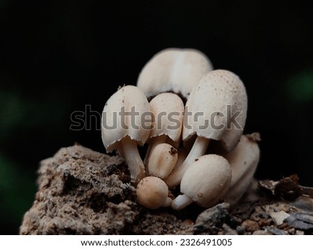 some pictures of different mushrooms