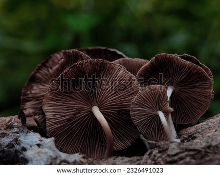 some pictures of different mushrooms