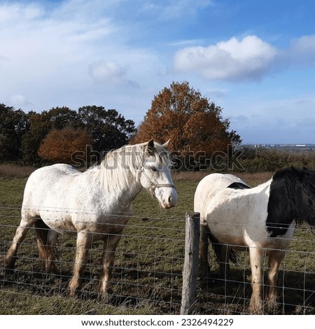 Two white horses grazing in the fields above Luton town near Warden Hills nature reserve in Bedfordshire, England,  Europe.