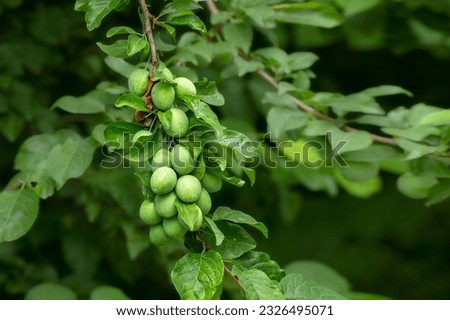 Green cherry plum on a branch.Summer landscape. Unripe cherry plum against the background of green leaves.Natural vegan food. Summer fruits. Farm, garden, local fruits.