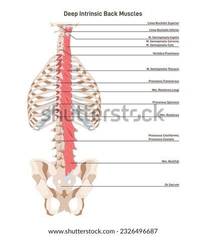Deep intrinsic back muscles, transversospinalis. Backbone muscular system. Labeled anatomical structure of vertebral column muscles from sacrum to axis. Flat vector illustration Royalty-Free Stock Photo #2326496687