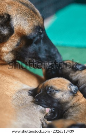 a close up of one week old belgian puppies nursing with his siblings while mother cleaning one of the puppy in the background 