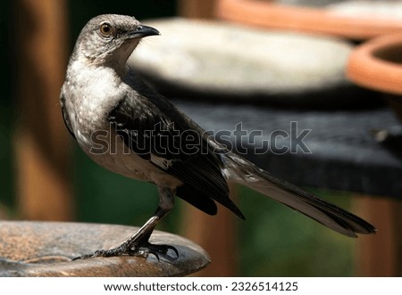 Northern Mockingbird on the birdhouse roof                               