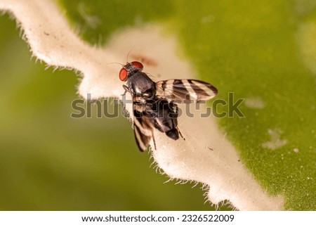 Adult Picture-winged Fly of the Family Ulidiidae