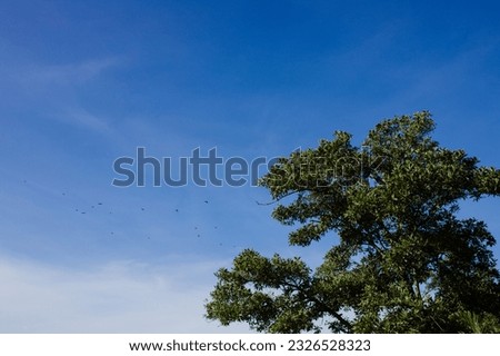 Flock of birds flying blue sky to go home.