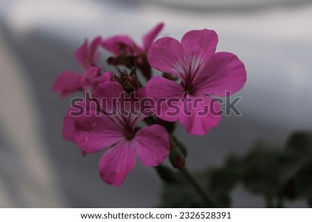 flowers, flower photography, recreating hobby
