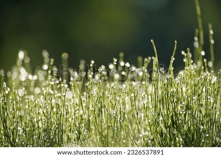Beauty of nature in the early morning, the vibrant green blades of grass are lit by the bright morning sun and dew droplets glisten on the blades, providing a refreshing look and feel Royalty-Free Stock Photo #2326537891