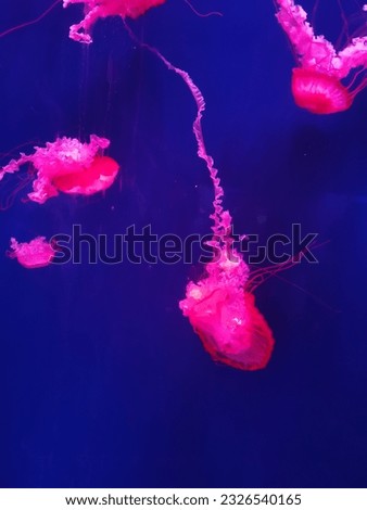 Jellyfish in the Oceanarium under the lights，Coelenterate animals Royalty-Free Stock Photo #2326540165
