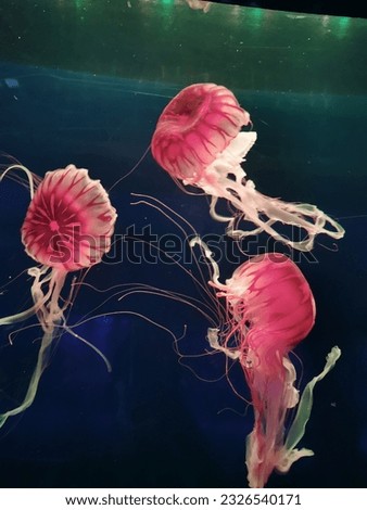 Jellyfish in the Oceanarium under the lights，Coelenterate animals Royalty-Free Stock Photo #2326540171