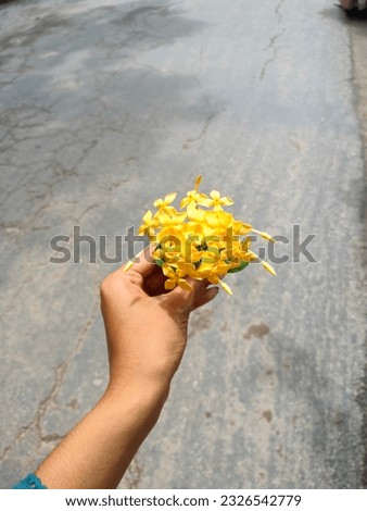 Yellow spike flower or lxora coccine