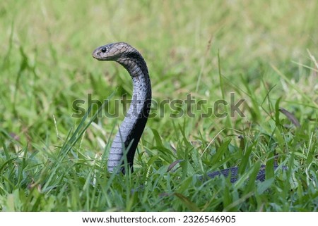 Javanese spitting cobra on a grassland