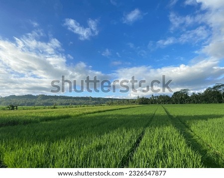 Rice plants that thrive in the fields