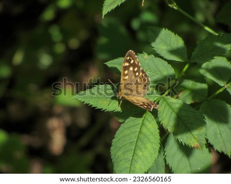 close-up photo of a butterfly on a leaf