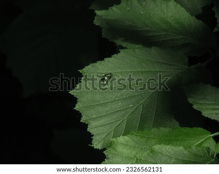 close-up photo of a fly on a leaf