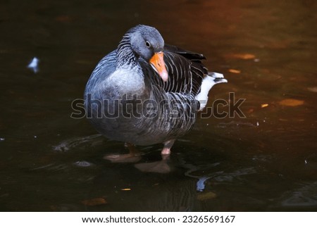 Greylag goose. Bird and birds. Water world and fauna. Wildlife and zoology. Nature and animal photography.