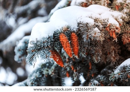 Green fir branches with brown cones under thick layer of snow
