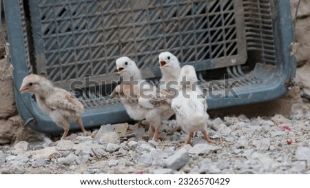 small beautiful chickens with innocence and sweetness