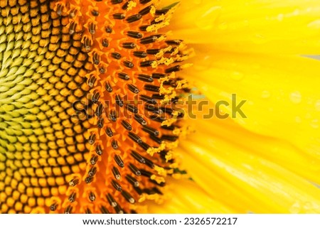 A image of closeup  sunflower