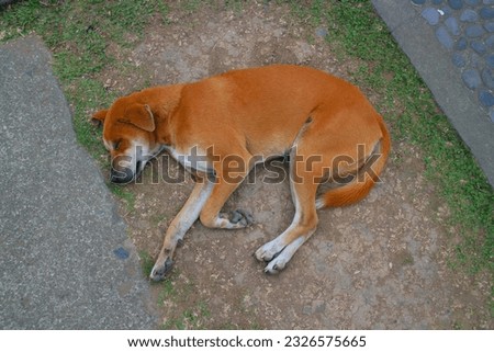 
a dog taking a nap on the street