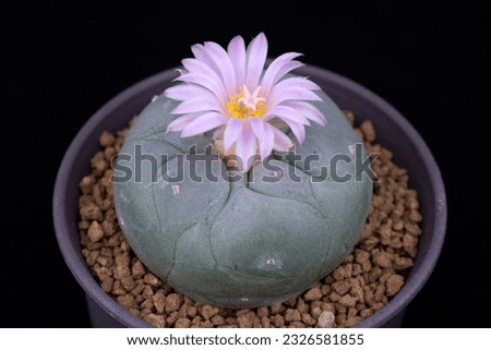 Spectacular Cactaceae Beauty Closeup Photo of Blooming Pink flower of Lophophora Cactus in dark background