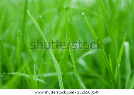 picture of green grass with morning dew lingering