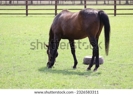 Horses in field in Ireland
