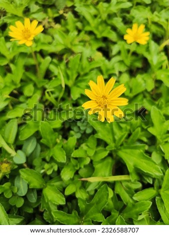 yellow flowers with beautiful nature