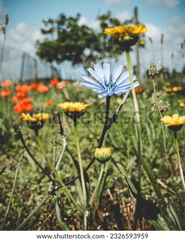 Wildflowers in the Tuscan countryside