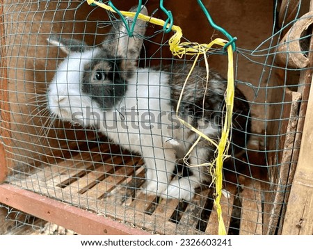 Rabbit on the cage. Photo taken in Bogor, Indonesia. 2023.