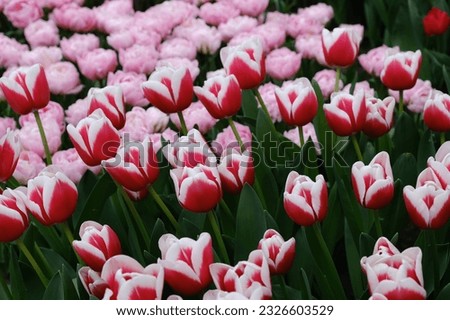 Picture of a lot of beautiful tulips 