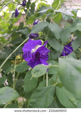 Butterfly Blue Pea flowers blossoming in a house garden.