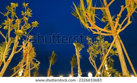 Trees on the seashore at night
