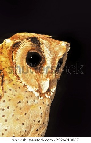 Phodius badius  - Oriental Bay Owl
