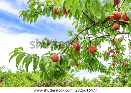 Scenery of a peach farm in Fuefuki City, Yamanashi Prefecture Royalty-Free Stock Photo #2326616477