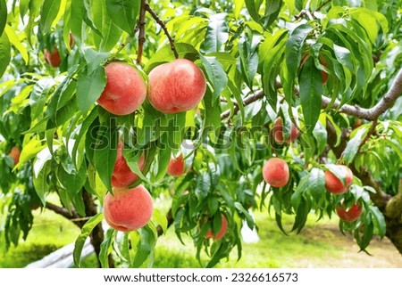Scenery of a peach farm in Fuefuki City, Yamanashi Prefecture Royalty-Free Stock Photo #2326616573