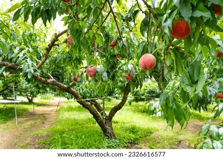 Scenery of a peach farm in Fuefuki City, Yamanashi Prefecture Royalty-Free Stock Photo #2326616577