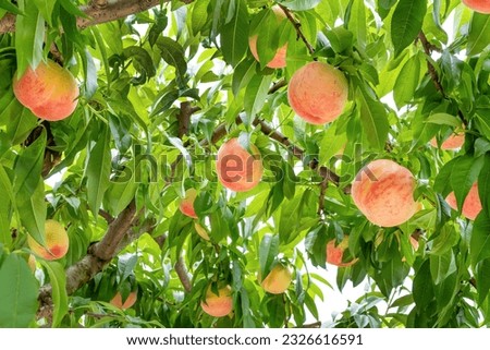 Scenery of a peach farm in Fuefuki City, Yamanashi Prefecture Royalty-Free Stock Photo #2326616591