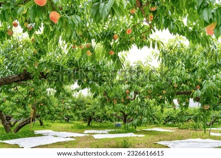 Scenery of a peach farm in Fuefuki City, Yamanashi Prefecture Royalty-Free Stock Photo #2326616615