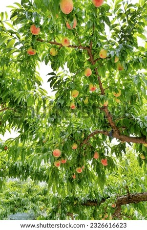 Scenery of a peach farm in Fuefuki City, Yamanashi Prefecture Royalty-Free Stock Photo #2326616623