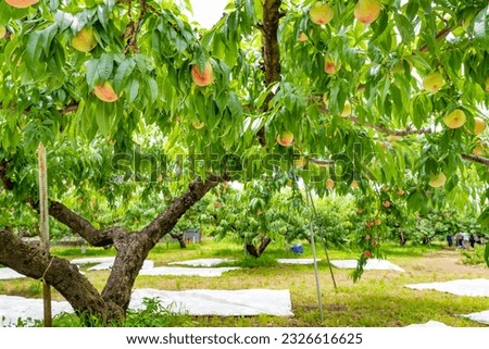 Scenery of a peach farm in Fuefuki City, Yamanashi Prefecture Royalty-Free Stock Photo #2326616625