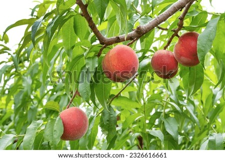 Scenery of a peach farm in Fuefuki City, Yamanashi Prefecture Royalty-Free Stock Photo #2326616661