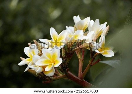 white flowers with dark blurry background 