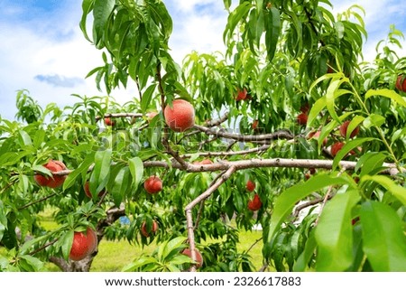 Scenery of a peach farm in Fuefuki City, Yamanashi Prefecture Royalty-Free Stock Photo #2326617883