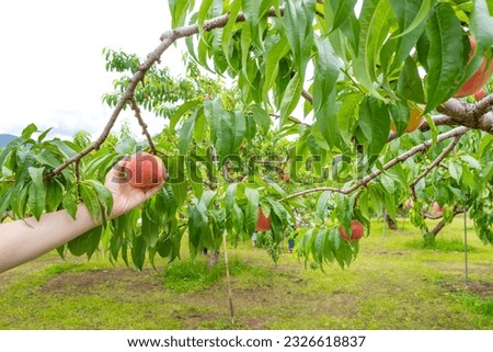 Scenery of a peach farm in Fuefuki City, Yamanashi Prefecture Royalty-Free Stock Photo #2326618837