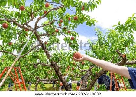 Scenery of a peach farm in Fuefuki City, Yamanashi Prefecture Royalty-Free Stock Photo #2326618839