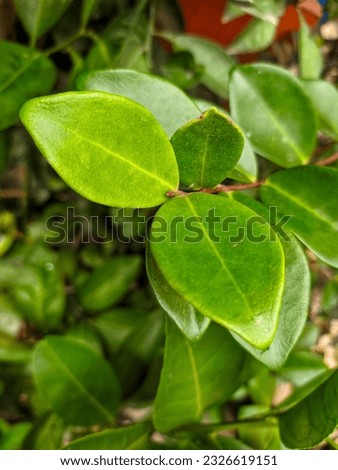 Ligustrum japonicum, known as wax leaf privet or Japanese privet is a species of Ligustrum native to central and southern Japan and Korea Royalty-Free Stock Photo #2326619151